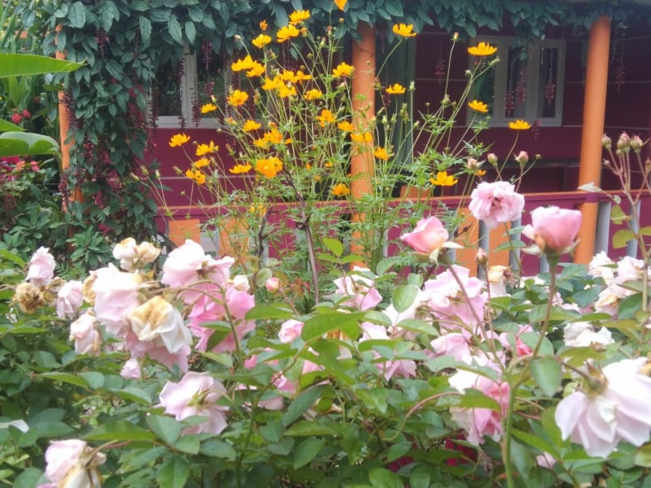Rose Garden Homestay